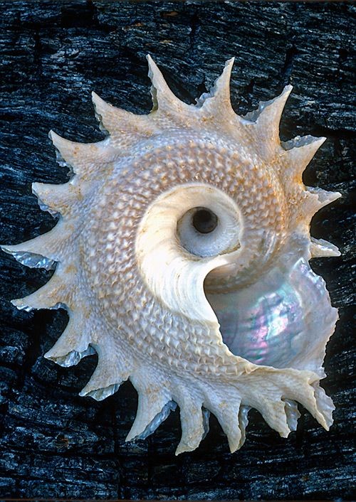 اضغط على الصورة لعرض أكبر. 

الإسم:	Sea Shells.jpg 
مشاهدات:	10 
الحجم:	139.2 كيلوبايت 
الهوية:	177079